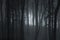 Dark fog trough trees in forest