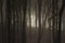 Dark fog trough trees in forest