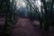Dark foggy forest and path. Wild woodland nature background