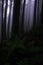 dark, foggy and misty pine forest of lepcha jagat, the beautiful coniferous woodland is located on himalayan foothills