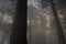 Dark foggy pinewood