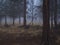 Dark foggy spooky pine forest