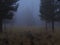 Dark foggy spooky pine forest