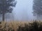 Dark foggy spooky pine forest