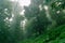 dark and foggy tropical rainforest in the morning