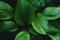 Dark Foliage background Dark green Leaves