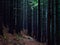 Dark Forest