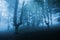 Dark forest with dense fog