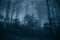 Dark forest panorama fantasy landscape in the park of Monte Cucco, Umbria