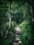 Dark forest pathway in dense thick woodland