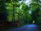 A dark forest road with logging activity and chopped down trees. A Asphalt road trough nature.