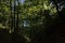 Dark forest with sunlit leafs and blue sky peeking through