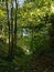 Dark forest with sunlit leafs and blue sky peeking through