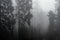 A dark forest with tall trees emerging from the ghostly mist