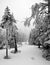 Dark Forest in Winter Landscape (black & white)