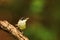 Dark Fronted Babbler aka Rhopocichla atriceps, Ganeshgudi