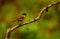 Dark fronted babbler, Rhopocichla articeps, Ganeshgudi, Karnataka, India