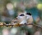 Dark Fronted Babblers perched on a branch