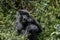 Dark furred adolescent mountain gorilla eating in Volcanoes National Park Rwanda