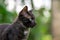 The dark furry Young cat stares forward intensely, soft out of focus background