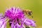 Dark Giant Horse-fly on the Milk Thistle