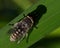 Dark Giant Horsefly, Tabanus sudeticus