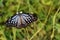 Dark Glassy Tiger butterfly collecting nectar on Spanish Needle flower