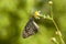 Dark Glassy Tiger butterfly is feeding on white flower