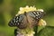 Dark Glassy Tiger butterfly (Parantica agleoides)