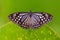 Dark Glassy Tiger - Parantica agleoides asian butterfly found in India that belongs to the crows and tigers, that is, the danaid