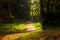 dark gloomy landscape - a forest path