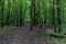 A dark and gloomy Park on a cloudy day, a path in the forest