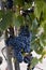 Dark grapes and leaves vineyard