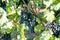 Dark grapes ripen on the perennial