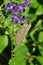 Dark Grass Skipper Butterfly on a white flower