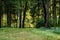 dark gravel pathway road in evening forest