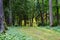 dark gravel pathway road in evening forest