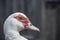 On a dark gray black background duck goose in profile muzzle beak teeth brown eyes