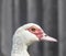 On a dark gray black background duck goose in profile muzzle beak teeth brown eyes copy space