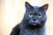 A dark gray cat of the straight-eared Scottish breed looks straight at you with his yellow round eyes.