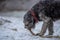 Dark gray curly dog playing with a stick in winter.