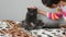 The dark gray fluffy cat is funny sitting on the bed, the girl came up and began to stroke him