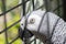 Dark gray parrot in a cage.