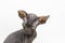 Dark gray Sphynx kitten against white background