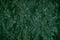 Dark green abstract background of pressed woodchips