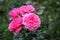 Dark green background of rose bush leaves with bright pink petals of flowers open to Summer sunshine