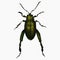 Dark Green Beetle Insect Arthropod Variation 10 Isolated, Transparent Background