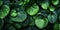 Dark green betel leaves dramatic photo effect background, realism, realistic, hyper realistic. Generative AI weber.