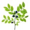 Dark green blueberry branch with four berries