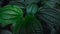 Dark Green Broadleaf Plant